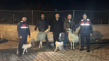 Küçükbaş Hayvan Hırsızlığına 3 Tutuklama