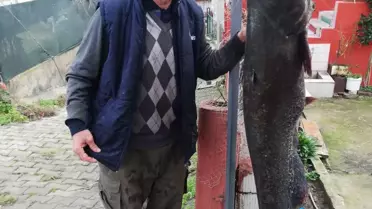 Edirne'de 77 Kilogramlık Yayın Balığı Yakalandı