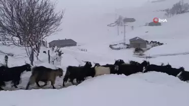 Muş'ta Besiciler Kışla Mücadele Ediyor