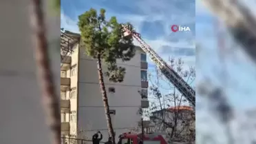 Alaplı'da Ağaçta Mahsur Kalan Kedi İtfaiye Ekipleri Tarafından Kurtarıldı