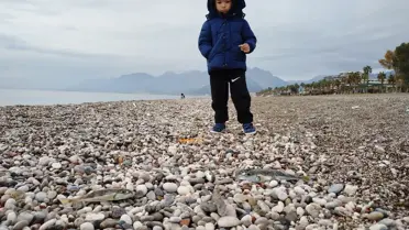 Antalya Kıyılarında Balon Balığı Tehdidi: Çevre Kirliliği ve Ekosistem Üzerindeki Etkileri