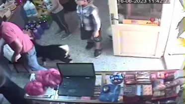 Doğu Karadeniz'de Hayvan Şovu