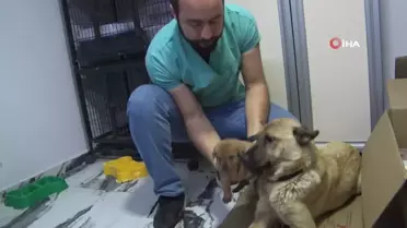 Anne köpekten yürek ısıtan yardım talebi