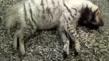 Çizgili Sırtlan Araç Çarpmasıyla Öldü