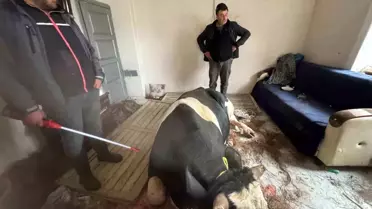 Burdur'da Tosun Salona Girdi