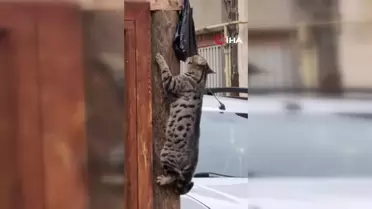 Kedilerin Et Mücadelesi Gülümsetti