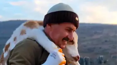 Buzağıyı 5 km Taşıyan Besici