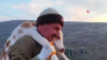 Buzağıyı 5 km Taşıyan Besici