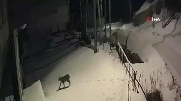 Vaşak Bayburt'ta Görüntülendi