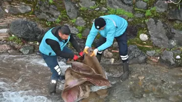 Manisa'da Tarihi Çaybaşı Deresi'nin Temizliği İçin Kapsamlı Çalışmalar Başlatıldı