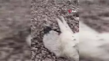 Elazığ'da Avcılar Kangal Köpeğine Saldırdı