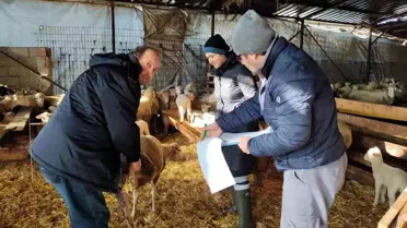 Lüleburgaz'da Hayvan Karantina ve Aşılama
