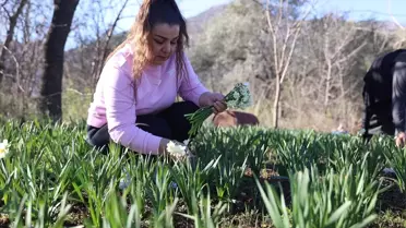 Döşemealtı'nda Nergis Soğanları Çiçek Açtı