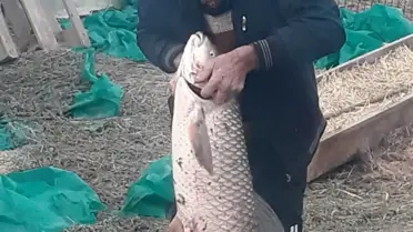 İpsala'da 1 Metre Boyunda Sazan Balığı Yakalandı