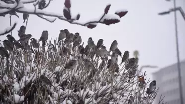 Sivas'ta Kar Yağışı Etkili Olmaya Başladı