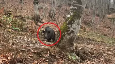 Sinop'ta Domuz Saldırısı: Avcılar Korku Dolu Anlar Yaşadı