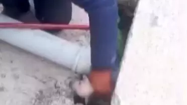 Kumlu'da Yavru Köpekler Kurtarıldı