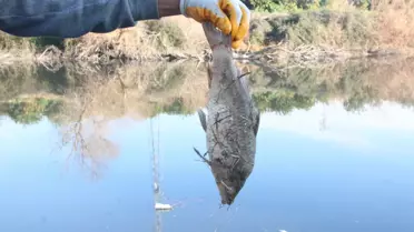 Ceyhan Nehri'nde Kirlilik Yüzünden Balık Ölümleri Artıyor
