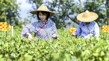 Neslihan Kılavuz'un Liubao Çayı Deneyimi