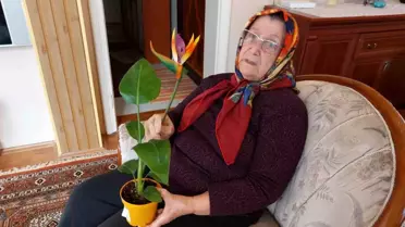 Samsun'da Plastik Çiçek İsyanı