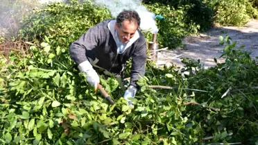 Antalya'nın Defne Yaprağı İhracatı 300 Tonu Geçti