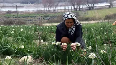 Nergis Üretiminde Yeni Bir Başarı Hikayesi