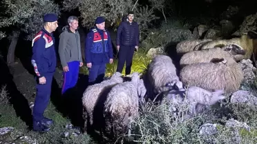 Kayıp Hayvanlar Bulundu