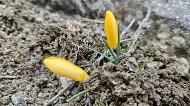Çiğdemler Erken Açtı