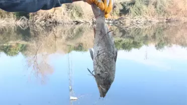 Ceyhan Nehri'nde Balık Ölümleri: Botulismus Hastalığı Uyarısı