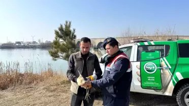 Yaralı Bayağı Balaban Kuşu Koruma Altına Alındı