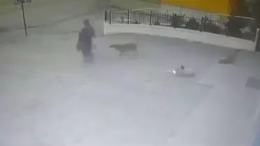 Başlı başına bir tehlike: Başına başıboş köpek saldırısına uğrayan 73 yaşındaki kadın hastaneye kaldırıldı