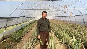 Aloe Vera Üretiminde Pazarlama Sorunu
