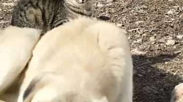 Kedi ve Köpeğin Dostluğu