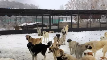 Erzincan'da Köpek Katliamı İddiası Üzerine Soruşturma Başlatıldı
