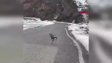 Giresun'da Yavru Karaca Karayoluna İndi