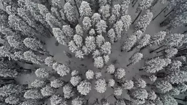 Ilgaz Dağı'nda Kar Manzarası
