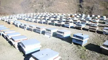 50 Yıldır Arıcılık Yapıyor