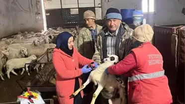 Sandıklı'da Küçükbaş Hayvan Aşılaması Başladı