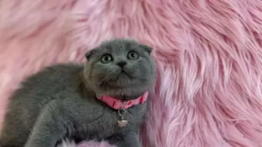 Scottish Fold Kedi Irkı Hakkında Bilinmesi Gerekenler