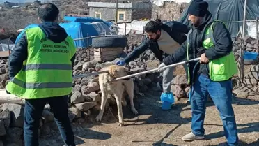 Kuduz köpek 3 kişiyi ısırdı, bölge karantinaya alındı