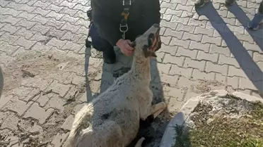 Koyun Kuyuya Düştü, İtfaiye Kurtardı