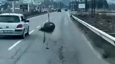 Diyarbakır'da Deve Kuşu Trafiği Alt Üst Etti