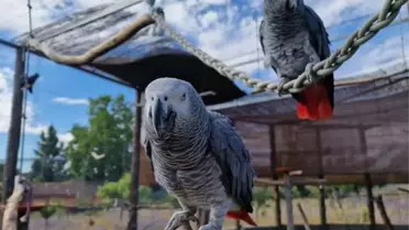 Yasa Dışı Yollarla Kaçırılan 34 Afrika Gri Papağanı Kurtarıldı