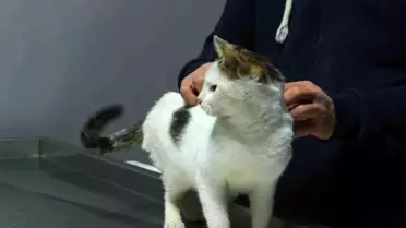 Ankara'da Mahsur Kedi Kurtarıldı