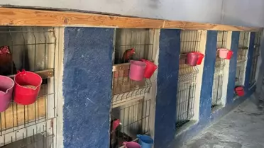 Horoz Dövüştürenlere Ceza
