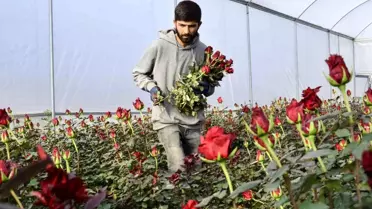 Mersin'de Sevgililer Günü Hazırlıkları