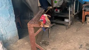 Yasaklı hayvan satışına operasyon düzenlendi: Evden makak maymunu ve üç sincap çıktı