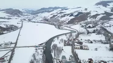 Çoruh Nehri'nde Yeşilbaş Ördeklerin Akını