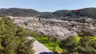Datça'da Badem Ağaçları Çiçek Açtı