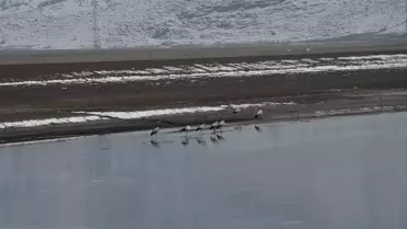 Leylekler Muş'ta Göç Etmedi